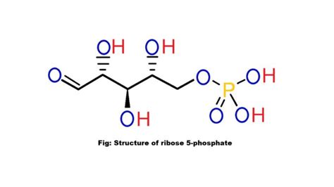 where does ribose come from.